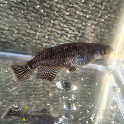 Black Diamond, Burraku Daiya