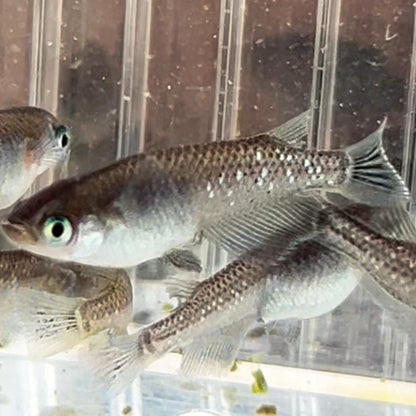 Medaka "Midnight Sky" – F1 Generation (Miyuki Tekkamen x Black Diamond)