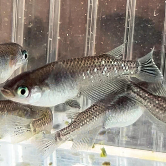 Medaka "Midnight Sky" – F1 Generation (Miyuki Tekkamen x Black Diamond)