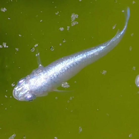 Platinum White Miyuki 