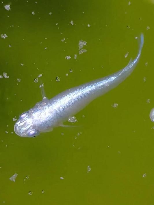 Platinum White Miyuki 