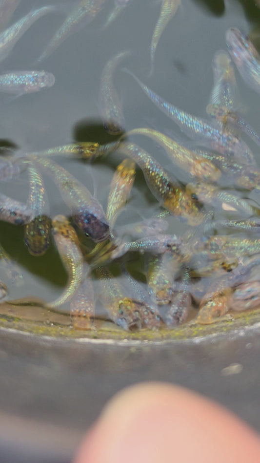Yozakura Lame Medaka
