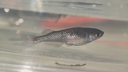 Black Diamond, Burraku Daiya