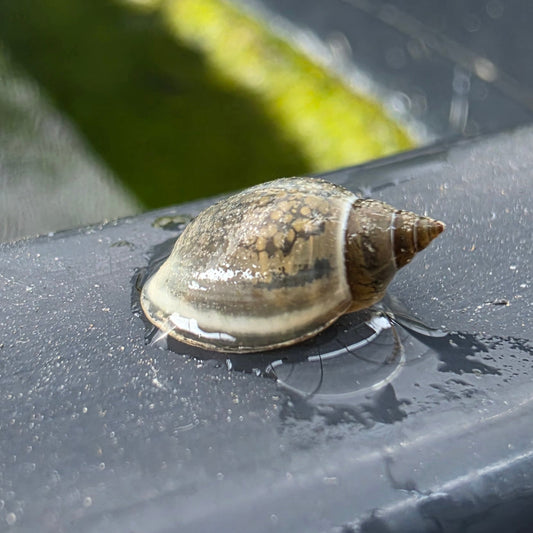 Quellblasenschnecke | Resteverwerter