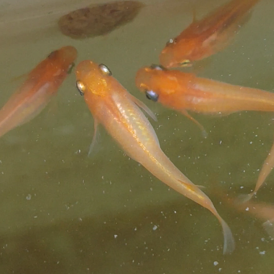 Rotorangefarbener Medaka, Yokihi Medaka, Y-31